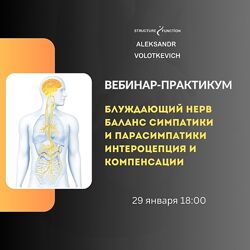 Александр Волоткевич Блуждающий нерв баланс симпатики и парасимпатики 2025