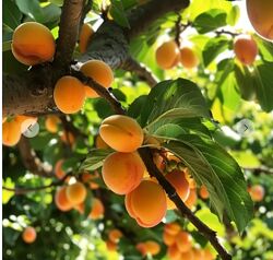 Кристианна Виниченко Основы плодоводства