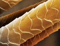 Нетрихология для брейдеров Алексей Хазов