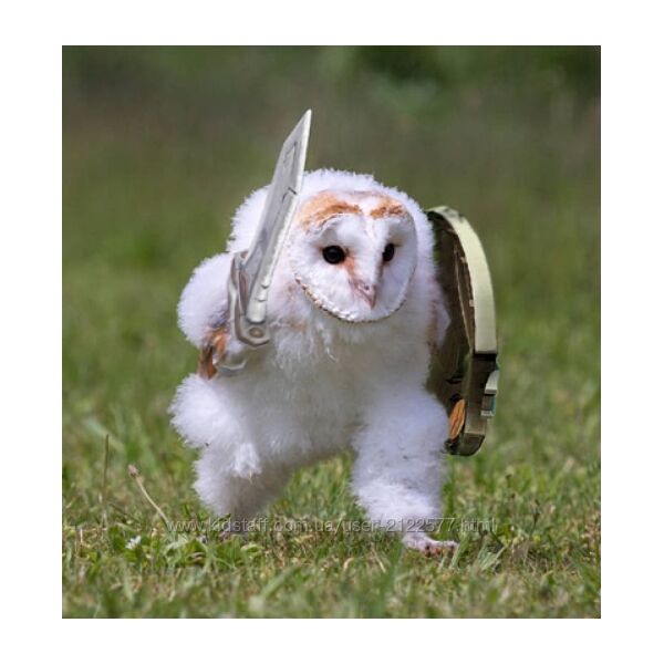 owlsova Авитолог 2025