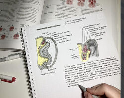 Synapse USMLE Step 2 Иван Агеев