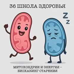 Галина Гарбузова Митохондрии и энергия  биохакинг старения. 36 поток.