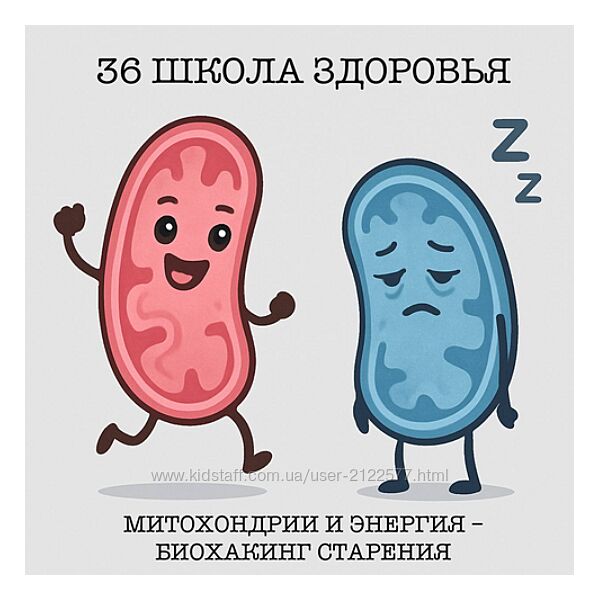 Галина Гарбузова Митохондрии и энергия  биохакинг старения. 36 поток.