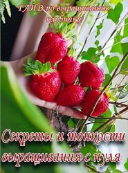 Ягодный Дворик Гайд по выращиванию клубники 2025