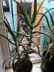 алое древовидный трехгодичка ветки