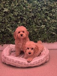 Пудель мініатюра карликові