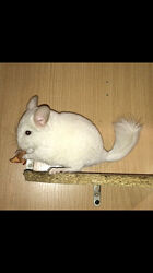 Хлопчик шиншилла білорожевий носій ангори, фіолету та сапфіру