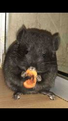 Хлопчик шиншила темний ебоні носій ангори, сапфіру та фіолету