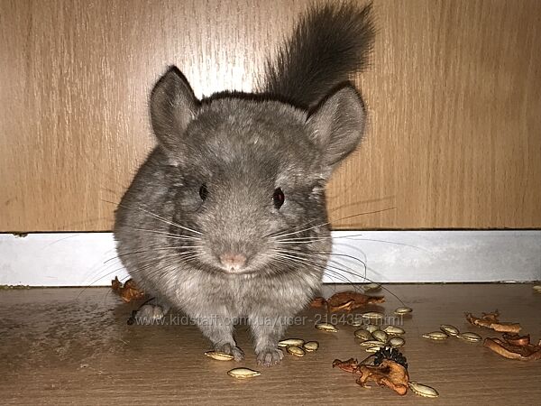 Дівчинка шиншила пастель носійка фіолету, рексу, ангори та сапфіру