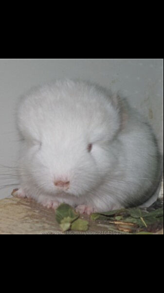 Дівчинка шиншила білорожевий гомобеж бархат носійка ангори