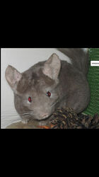 Самки шиншили пастель і бархат пастель 50 потрійні носійки