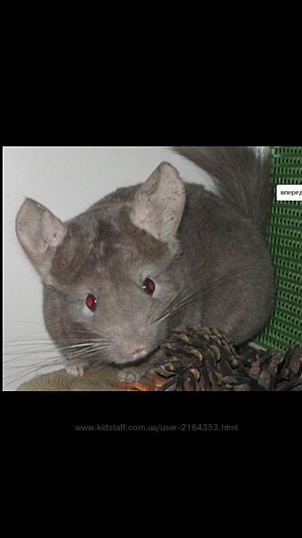 Самки шиншили пастель і бархат пастель 50 потрійні носійки