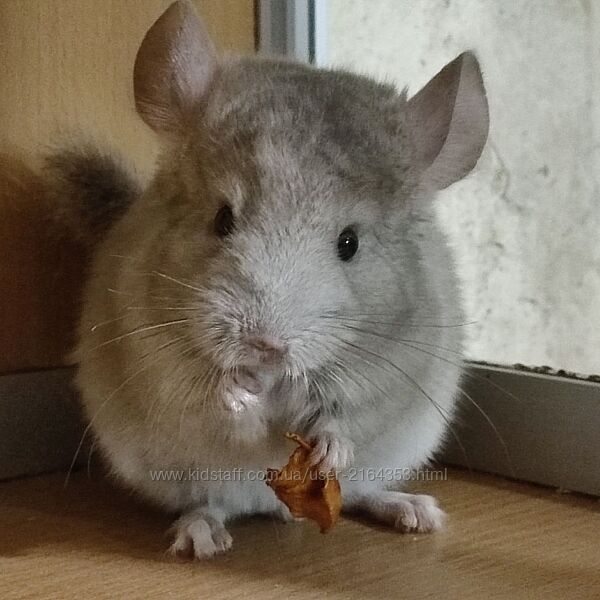 Братики гетеробеж та стандарт носії чорного перла, фіолету, сапфіру, ангори