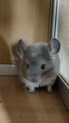 Хлопчик шиншила фіолетовий носій ангори