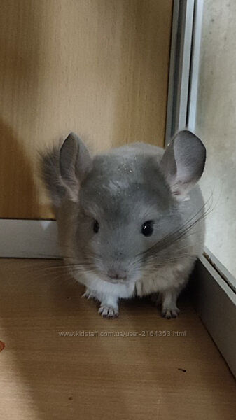 Хлопчик шиншила фіолетовий носій ангори