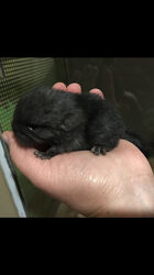 Хлопчик шиншила ебоні носій фіолету, рексу, ангори та сапфіру