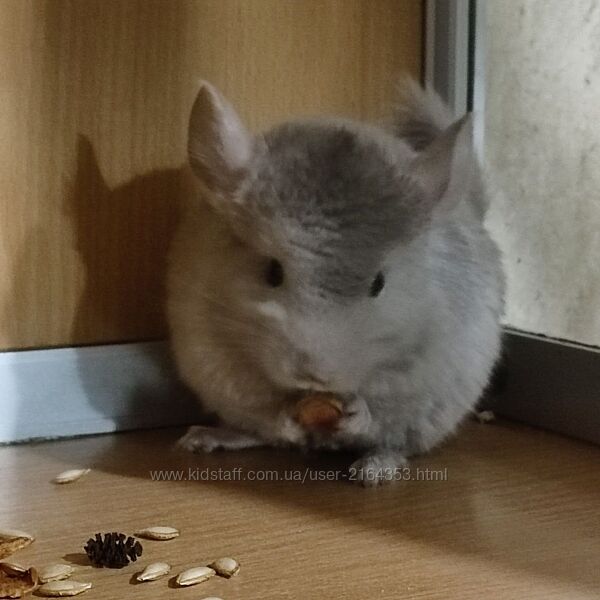 Дівчинка шиншила фіопастель носійка ангори