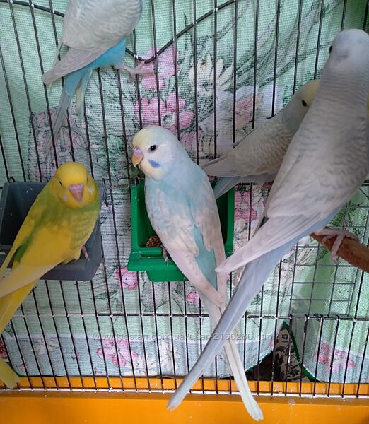 Волнистые попугаи. Птенчики. Розница и Опт.