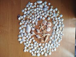 Мушлі, морські зірки 